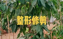 樱桃幼树定植后如何科学管理促生长？