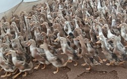 什么鸭子品种产蛋量高？