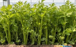 秋季大棚芹菜咋种植高产？