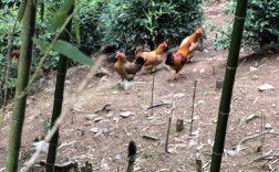 林下鸡养殖选什么品种好？