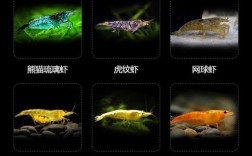 观赏虾品种有哪些？