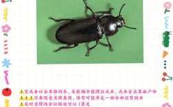 面包虫养殖技术及利润