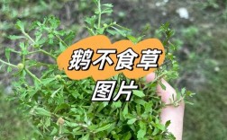 哪些牧草品种最适合养鹅？