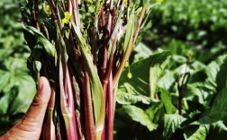 武汉农科院红菜苔品种有哪些特色？