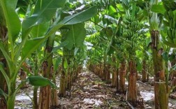 广西农村香蕉种植技术有哪些要点？