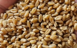 2025年新麦26价格