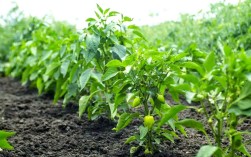 露地辣椒种植技术视频有哪些要点？