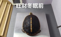 2025年黄缘龟苗价格会涨还是跌？