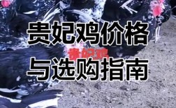 老品种土鸡苗价格行情