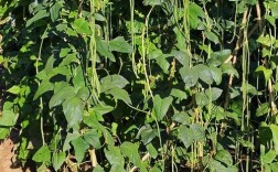 早春豇豆咋种？视频技术看这里！