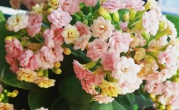 有哪些漂亮的花品种？