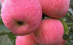 乔纳金苹果修剪有哪些关键技巧？