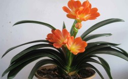 君子兰什么品种好？选购指南看这里！