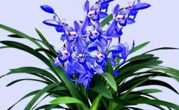 兰花顶级品种有哪些？