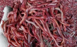 哪种蚯蚓品种是红色的？