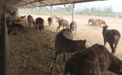 我国养殖鹿的品种有哪些？