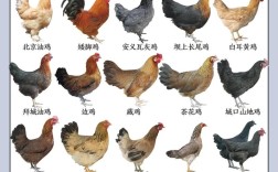 河北土鸡品种哪个好？