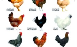 常见的鸡的品种及图片
