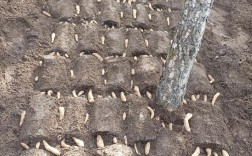 天麻菌种制作的关键技术是什么？