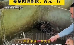 豪猪养殖价格多少一斤？