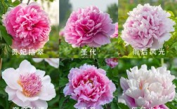 什么牡丹花品种及图片