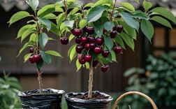 樱桃品种哪个最好种？