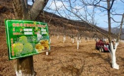 冬天核桃管理视频有哪些关键技术？