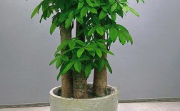 发财树常见品种有哪些？