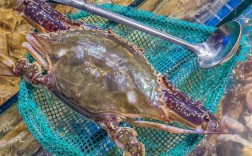 梭子蟹车间养殖技术难点有哪些？