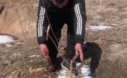 二年生李子树如何修剪？