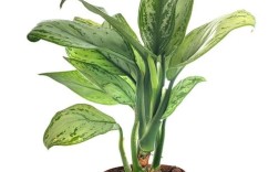 万年青有哪些常见品种？