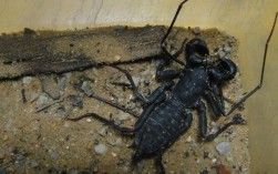 山上的蝎子是什么品种