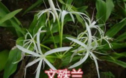 球根花卉品种有哪些？