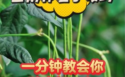 豇豆种植技术相关推荐