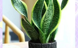 虎尾兰叶子软是品种特性吗？