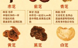 灵芝高产栽培技术方案有哪些关键点？