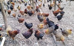 浙江最好养的土鸡品种是哪个？