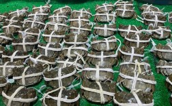 东北大闸蟹养殖技术视频，关键点在哪？