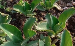 宽叶不死鸟品种有哪些