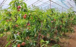 大棚种桃树选什么品种好？