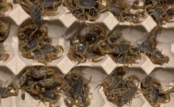 蝎子养殖技术利润分析