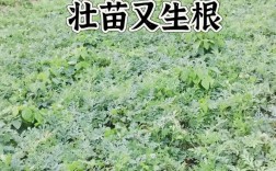 早佳西瓜秋季种植怎么种？