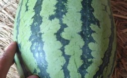 冠龙西瓜有哪些好品种