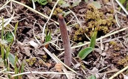 种冬虫夏草苗技术视频