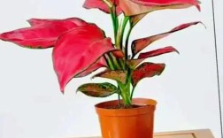 哪种一帆风顺品种更美观？