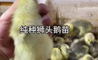 为何鹅苗一定要选大品种？