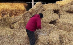 水稻秸秆养牛技术视频怎么做？