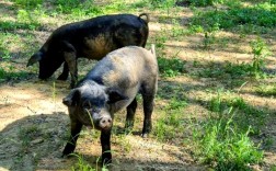 陕西土猪品种有哪些？