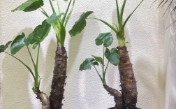 滴水观音有哪些常见品种？