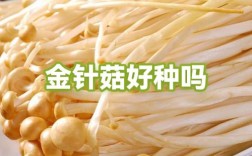 金针菇种植加盟靠谱吗？